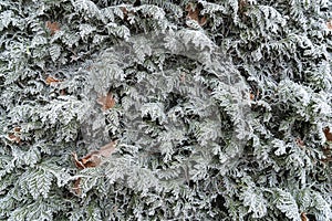 Red Oak Leaves Lie Among The Branches Of Juniper In Winter Frost.Fallen Leaves In Hoarfrost