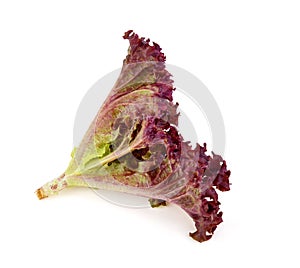 Red oak lettuce isolated on white background