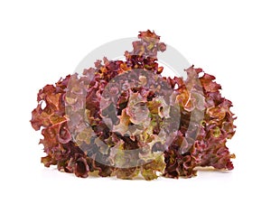 Red oak lettuce isolated on white background