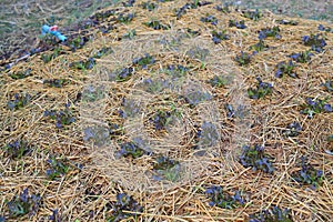 Red oak Lettuce plant in farm