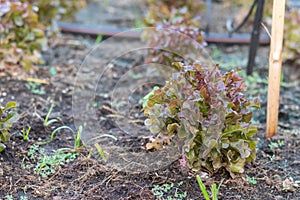 Red Oak Lettuce salad