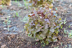 Red Oak Lettuce salad