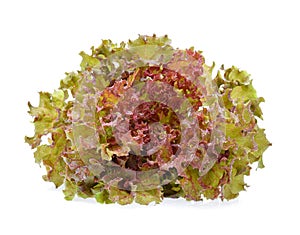 Red oak lettuce with water drops on white background