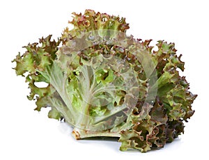 Red oak lettuce on white background.