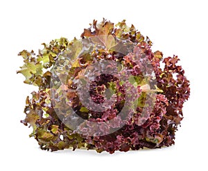 Red oak lettuce on white background