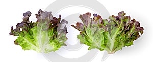 Red oak lettuce on white background