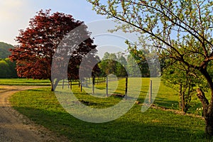 Meadow scene with red oak and road way leading around fenced pasture area