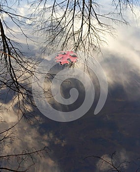 Red Oak Tree Leaf Floating in Water