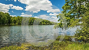 Red oak tree overhanging the water of lake 34