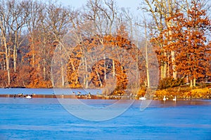 Red Oak Trees And Waterfowl In A Freezing Lake