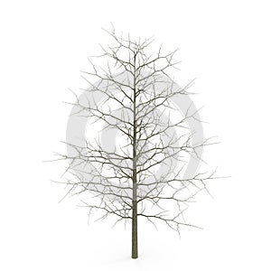 Red Oak Young Tree Winter on white. 3D illustration