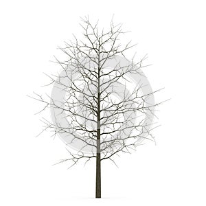 Red Oak Young Tree Winter on white. 3D illustration