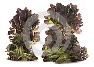 Red oakleaf lettuce