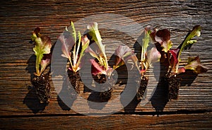 Red oakleaf lettuce seedlings sprouts