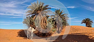 The red oasis Timimoun in Algeria