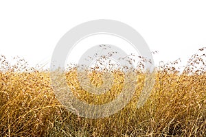 Red Oat Grass Isolated photo