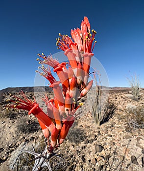 Red Ocotilla blooming in the harsh desert photo