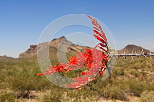 Red Ocotillo Flower in Organ Pipe Cactus National Monument
