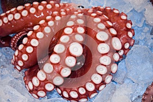 Red octopus