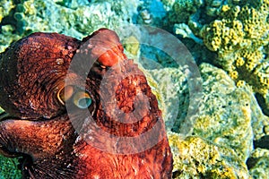 Red octopus is on a coral bottom