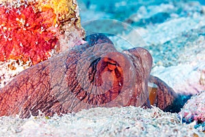 Red Octopus hiding in a rocky hole