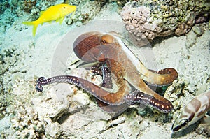 Red Octopus in the open ocean