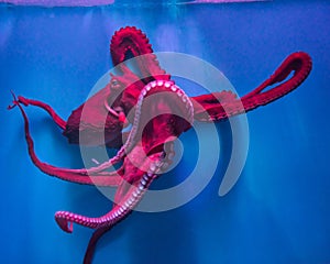 Red octopus swim on sea water