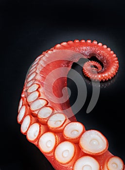 Red octopus tentacle