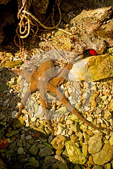 Red octopus in the wild at sea