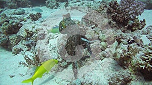 Red Octopus and Yellow-saddle Goatfish on coral reef