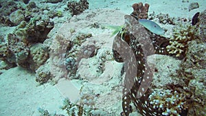 Red Octopus and Yellow-saddle Goatfish on coral reef