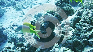 Red Octopus and Yellow-saddle Goatfish on coral reef