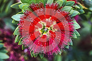 Red Ohia Lehua Flower Tree Waikiki Honolulu Hawaii