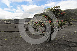 Red Ohia Lehua tree bush, Big Island, Hawaii