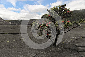 Red Ohia Lehua tree bush, Big Island, Hawaii