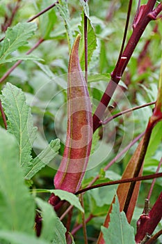 Red okra Carmine Splendor