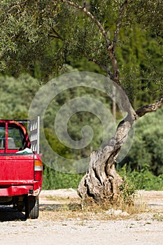Red, old pick-up truck vehicle and a solitare olive tree stands alone in Greece