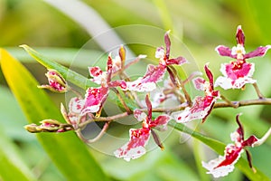 Red Oncidium orchid.