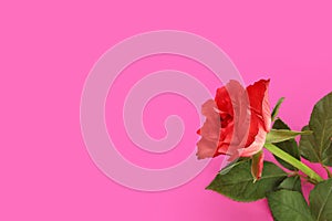 Red one rose isolated on pink background. Greeting card with copy space.