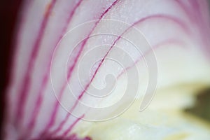 Red onion