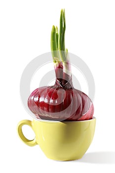 Red onion