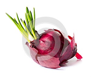Red onion