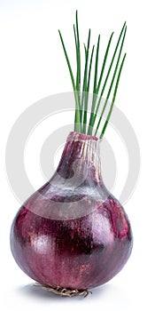 Red onion bulb and green spring onions on the white background