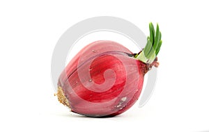 Red onion bulb isolated on white background