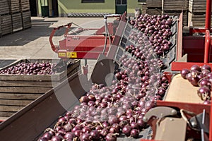 Red Onion Bulbs Falling Out From Onion Bulb Grading And Sorting Machine