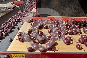 Red Onion Bulbs Inside Onion Bulb Grading And Sorting Machine