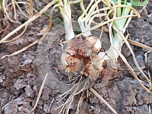 Red Onion Fail to Harvest and Rot Due to Pests on the Ground