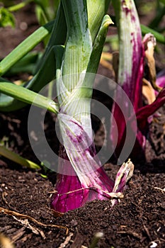 Red onion growing