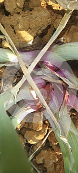Red onion
