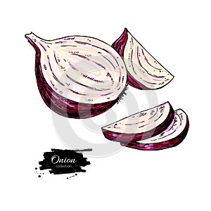 Red Onion hand drawn vector illustration. Vegetable Isolated object. Half and cutout